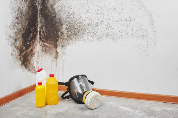 Best Commercial Mold Removal  in Reedurban, OH