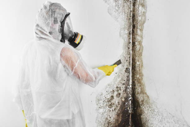 Best Affordable Mold Removal  in Reedurban, OH