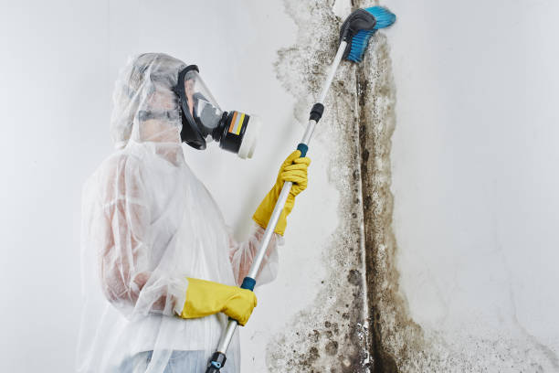 Best Professional Mold Removal  in Reedurban, OH