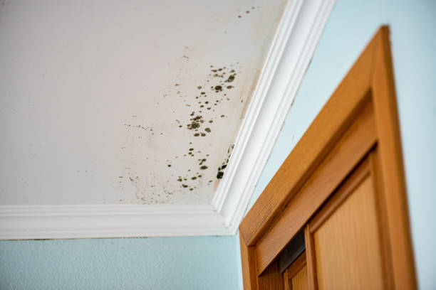 Best Crawl Space Mold Removal  in Reedurban, OH