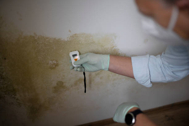 Crawl Space Mold Removal in Reedurban, OH