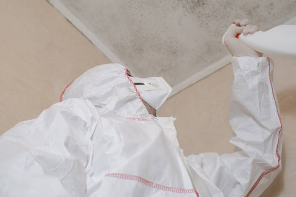 Best Mold Testing and Removal  in Reedurban, OH