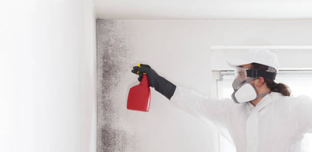 Best Fast Mold Removal  in Reedurban, OH
