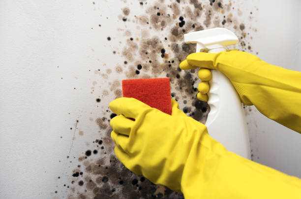 Best Attic Mold Removal  in Reedurban, OH
