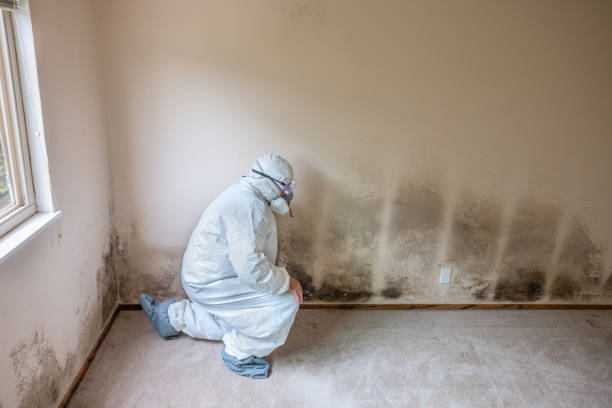 Best Mold Cleaning Services  in Reedurban, OH