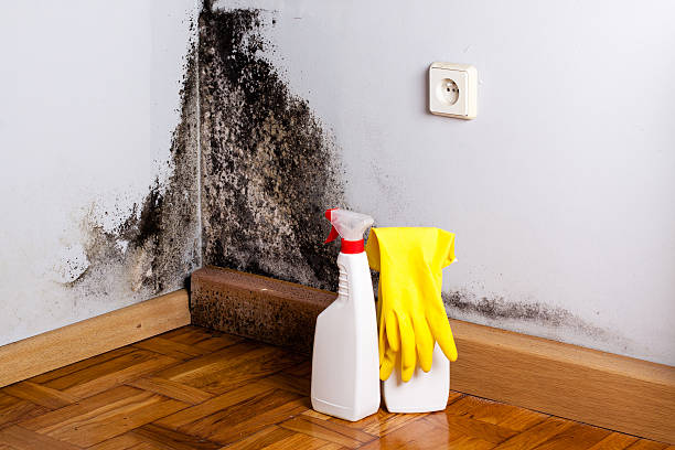Best Best Mold Removal Companies  in Reedurban, OH